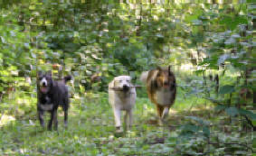 dogs running through the forest