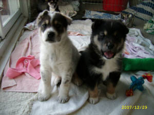 Murphy, Lily and Lisa