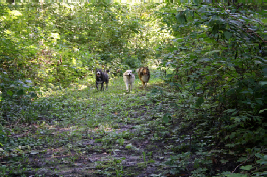 Three of our client's dogs boarding with us